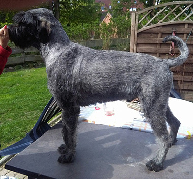 K9 Krümel v. schwarzen Ritter